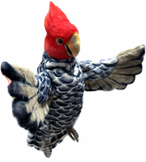 Hansa Gang Gang Cockatoo